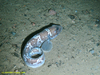 Greater eelpout