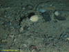 Stalked sponge
