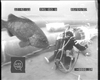Giant grouper, Brazil
