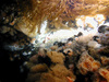 Community of anemones, mussels and hydroids in the North Sea