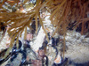 Community of anemones, mussels and hydroids in the North Sea