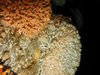Lophelia colony in the North Sea