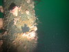 Colony of hydroids in the North Sea