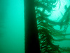 Algae on a riser in the North Sea