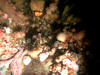 Community of anemones, sea stars, brittle stars, mussels and hydroids in the North Sea