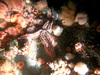Community of anemones, sea stars, brittle stars, mussels and hydroids in the North Sea