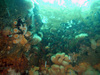 Community of soft corals, anemones, mussels and hydroids in the North Sea
