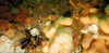 Community of soft corals, anemones, mussels and hydroids in the North Sea
