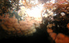 Community of anemones, sea stars, brittle stars, mussels and hydroids in the North Sea
