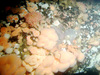 Community of anemones, sea stars, brittle stars, mussels and hydroids in the North Sea