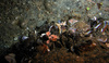 Community of mussels, sea stars, tube worms and stony coral in the North Sea