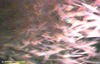 Krill