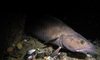 Torsk fish in the North Sea