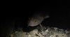 Torsk fish in the North Sea