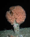 Lophelia colony and sea star in the North Sea