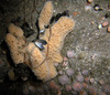 Unidentified sponge in the North Sea