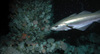 Pollack and plumose anemones in the North Sea