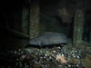 Torsk fish, sea star and mussel shells in the North Sea