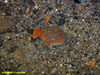 Scallop
