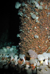 Plumose anemones in the North Sea