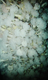Plumose anemones in the North Sea