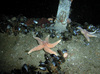 Sea stars, cup corals and brittle stars in the North Sea