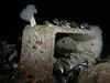 Torsk fish, plumose anemones, sea star and mussel shells in the North Sea