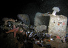 Torsk fish, plumose anemones, sea star and mussel shells in the North Sea