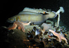 Torsk fish, plumose anemones, sea star and mussel shells in the North Sea