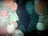 Lophelia and plumose anemones living on a riser in the North Sea