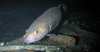 Torsk fish in the North Sea