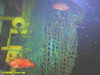 Rosefish