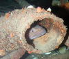 Torsk fish in pipe in the North Sea