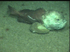 Psychrolutid fish offshore Nigeria