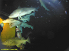 Cod