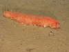 Sea Cucumber