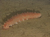 Sea Cucumber