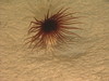 Cerianthid Anemone