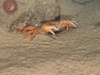 Geryon crabs