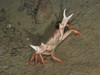 Geryon crabs
