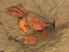Geryon crab burrowing