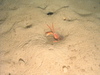 Geryon crab burrowing