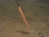 A sea pen (order Pennatulacea)