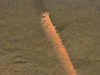 A sea pen (order Pennatulacea)