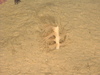 A "bushy" sea pen (order Pennatulacea)