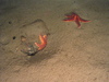 Common starfish - Asterias rubens