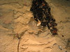 Geryon crab feeding