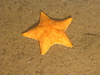 Cushion star