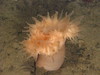 Anemone (Bolocera?)