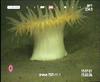 Bolocera anemone